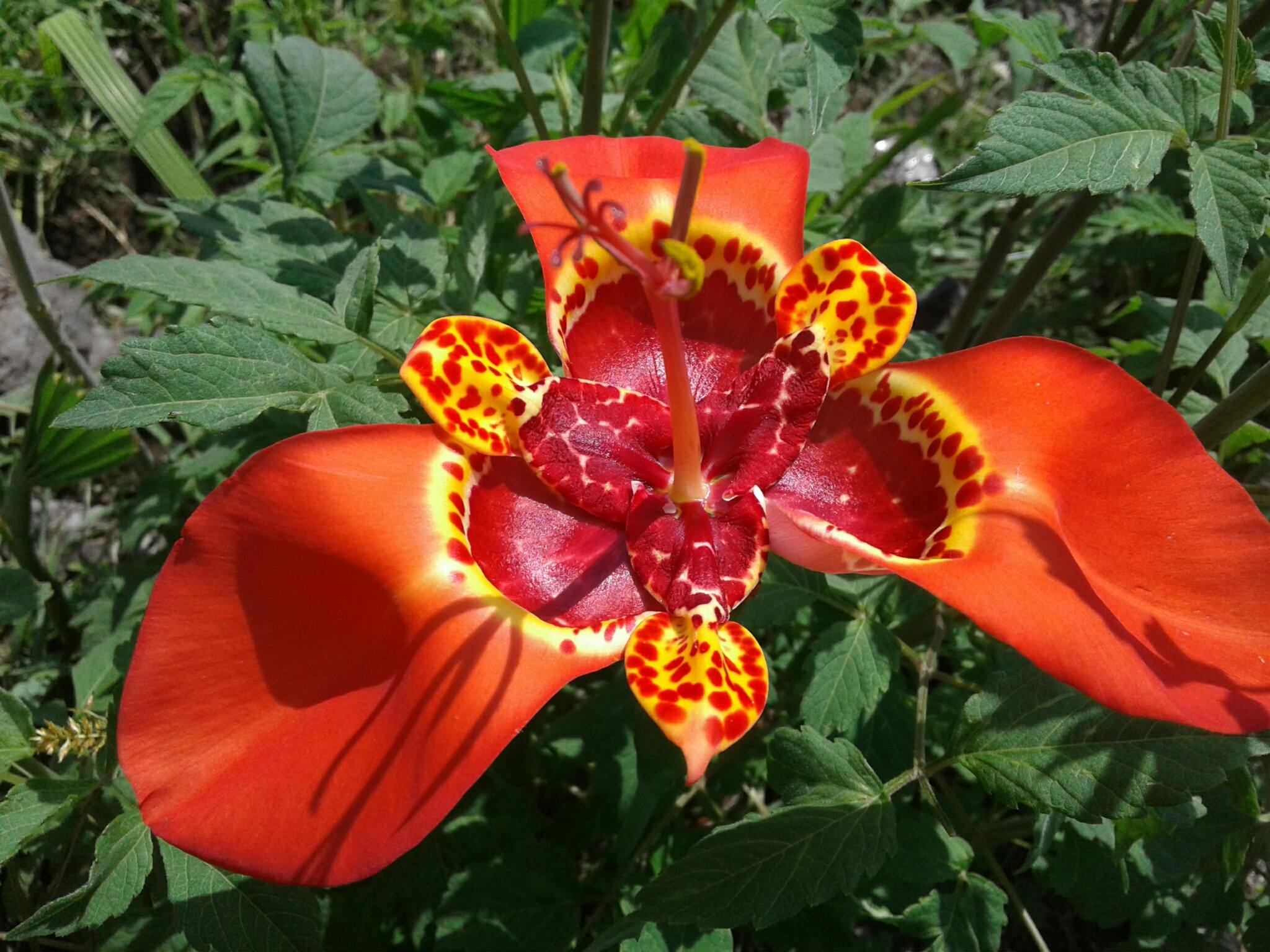 Tigridia pavonia